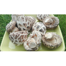 Guter Preis Shiitake Pilz / glatte Pilze / weiße Blume Pilz